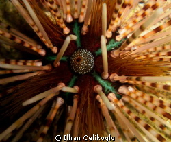 Echinothrix calamaris...
Photo taken in Sipadan... by Ilhan Celikoglu 